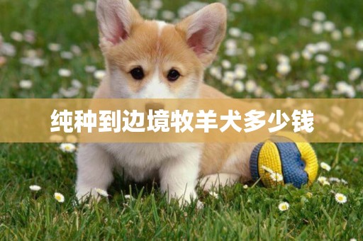 純種到邊境牧羊犬多少錢