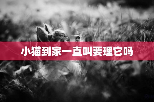 小貓到家一直叫要理它嗎