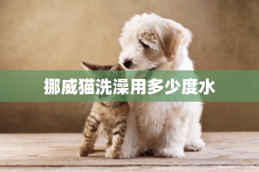 挪威貓洗澡用多少度水