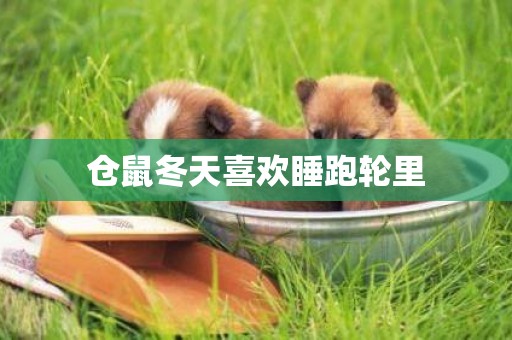 倉鼠冬天喜歡睡跑輪里