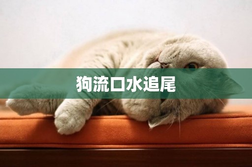 狗流口水追尾