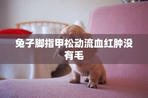 兔子腳指甲松動流血紅腫沒有毛