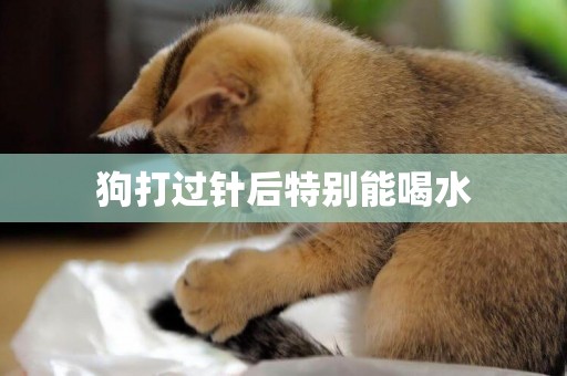 狗打過針后特別能喝水