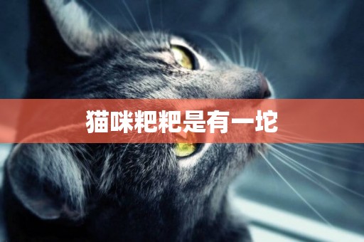 貓咪粑粑是有一坨