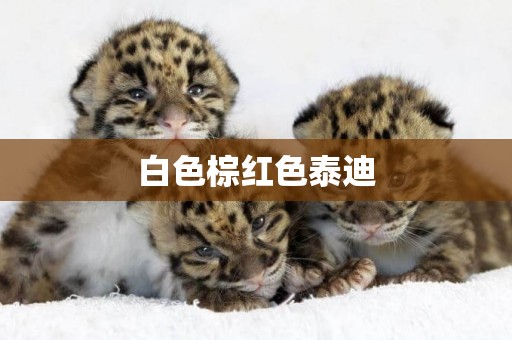 白色棕紅色泰迪