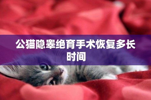 公貓隱睪絕育手術恢復多長時間