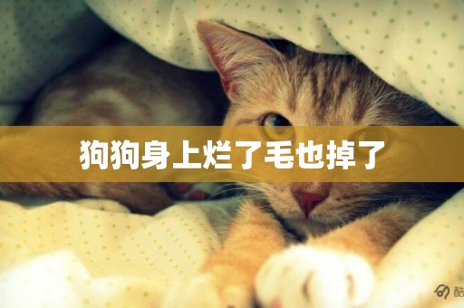 狗狗身上爛了毛也掉了