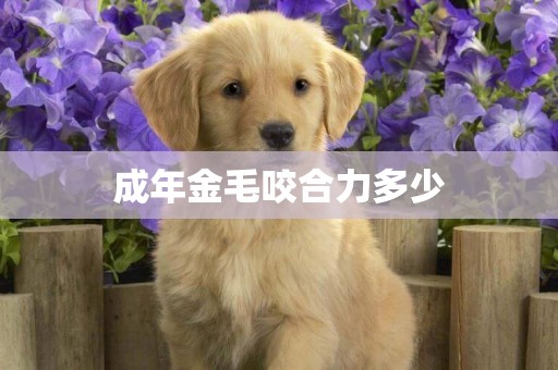 成年金毛咬合力多少