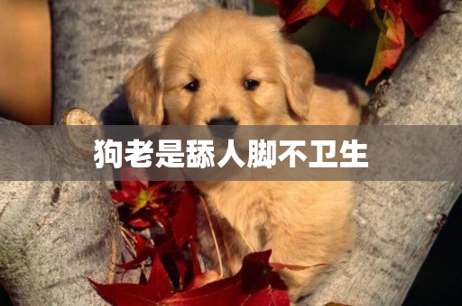 狗老是舔人腳不衛生
