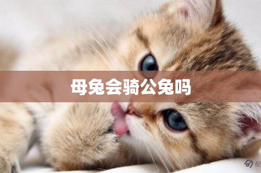 母兔會騎公兔嗎