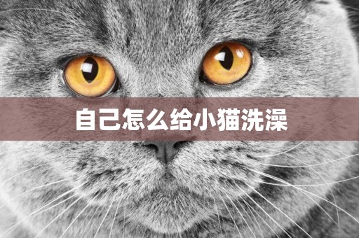 自己怎么給小貓洗澡
