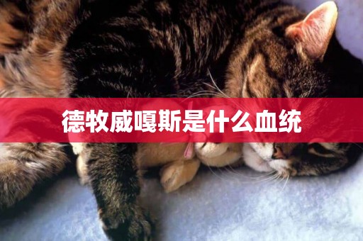 德牧威嘎斯是什么血統