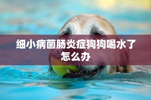 細小病菌腸炎癥狗狗喝水了怎么辦