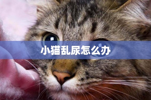 小貓亂尿怎么辦