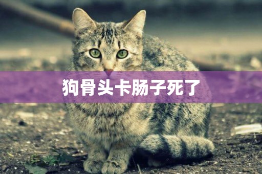 狗骨頭卡腸子死了