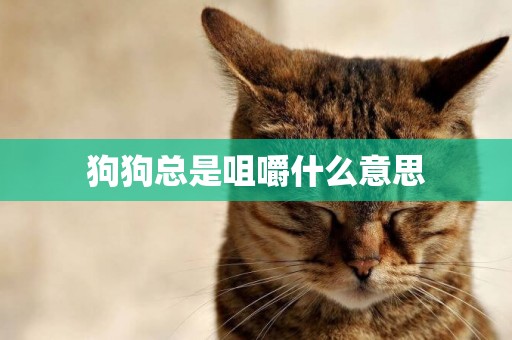 狗狗總是咀嚼什么意思