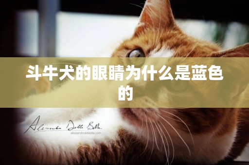 斗牛犬的眼睛為什么是藍色的