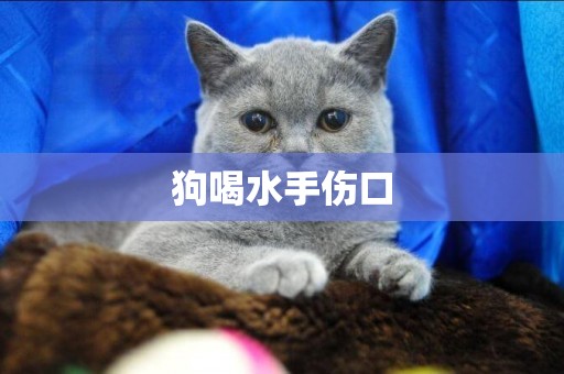 狗喝水手傷口