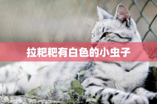 拉粑粑有白色的小蟲子