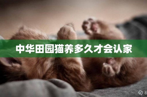 中華田園貓養多久才會認家