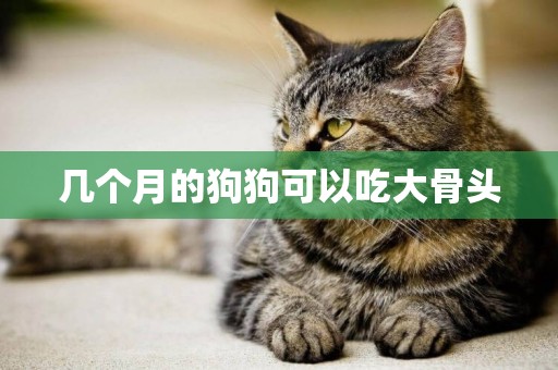 幾個月的狗狗可以吃大骨頭