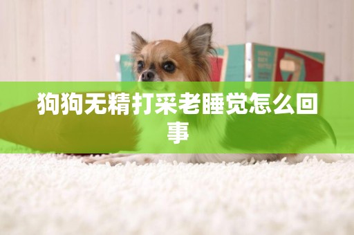 狗狗無精打采老睡覺怎么回事