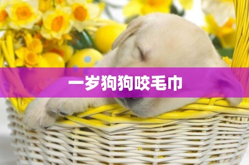 一歲狗狗咬毛巾