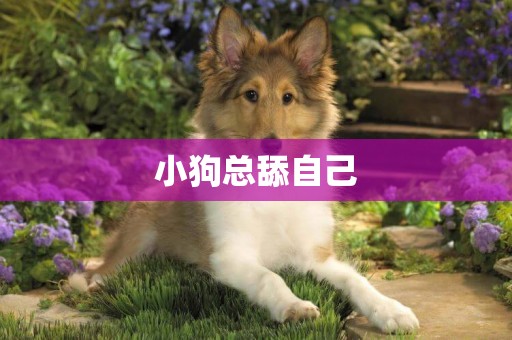 小狗總舔自己