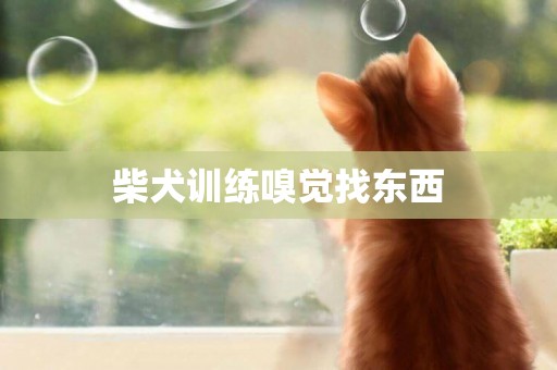 柴犬訓練嗅覺找東西