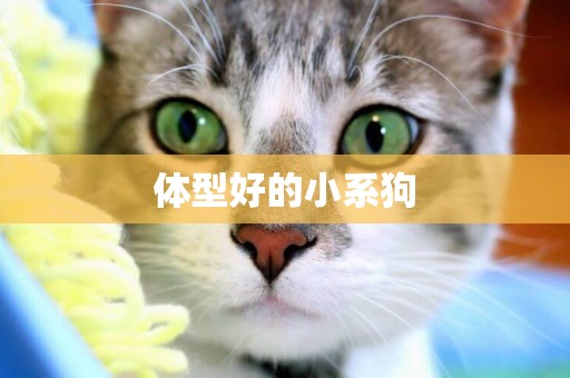體型好的小系狗