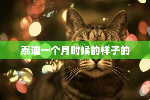 泰迪一個月時候的樣子的