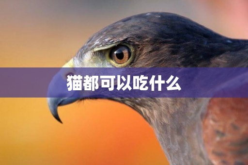 貓都可以吃什么