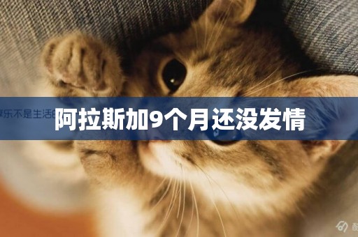 阿拉斯加9個月還沒發情