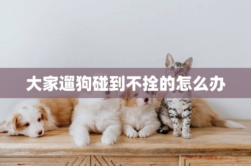 大家遛狗碰到不拴的怎么辦