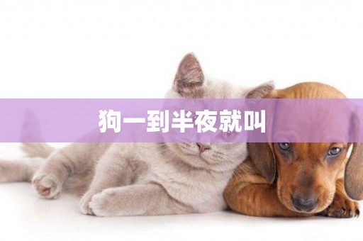 狗一到半夜就叫