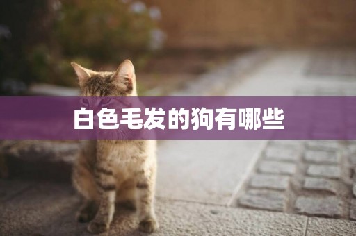 白色毛發的狗有哪些