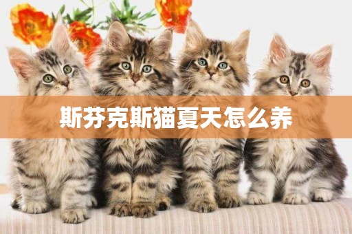 斯芬克斯貓夏天怎么養