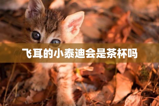 飛耳的小泰迪會是茶杯嗎
