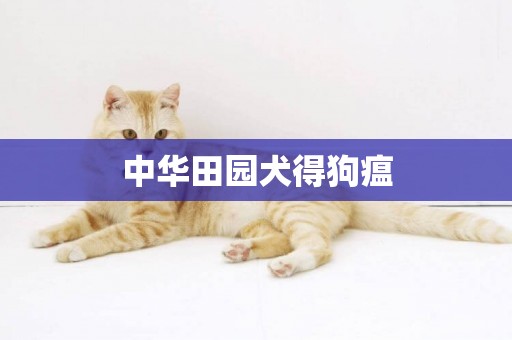 中華田園犬得狗瘟
