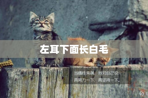 左耳下面長白毛