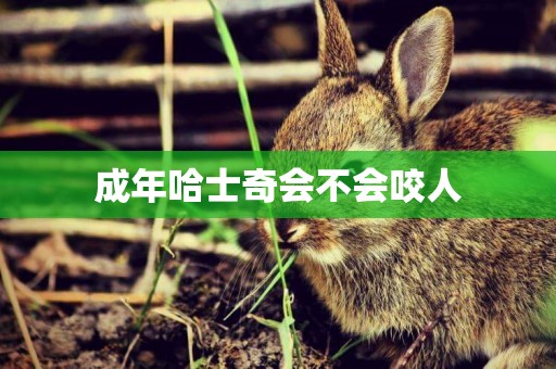 成年哈士奇會不會咬人