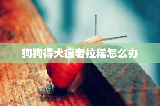 狗狗得犬瘟老拉稀怎么辦