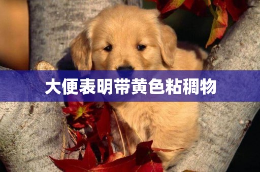大便表明帶黃色粘稠物