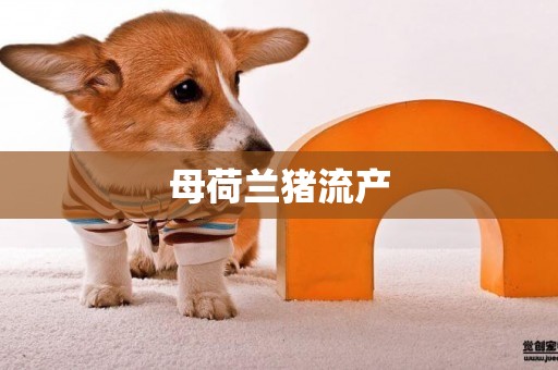 母荷蘭豬流產