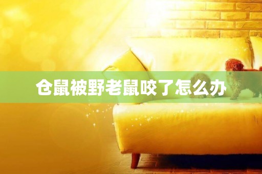 倉鼠被野老鼠咬了怎么辦