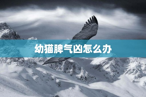 幼貓脾氣兇怎么辦