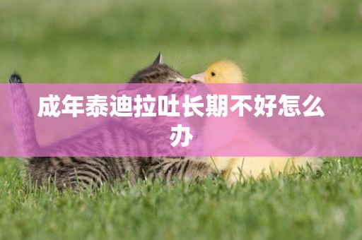 成年泰迪拉吐長期不好怎么辦