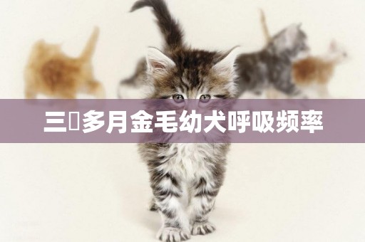 三個多月金毛幼犬呼吸頻率