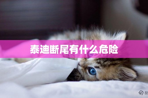 泰迪斷尾有什么危險