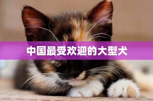 中國最受歡迎的大型犬